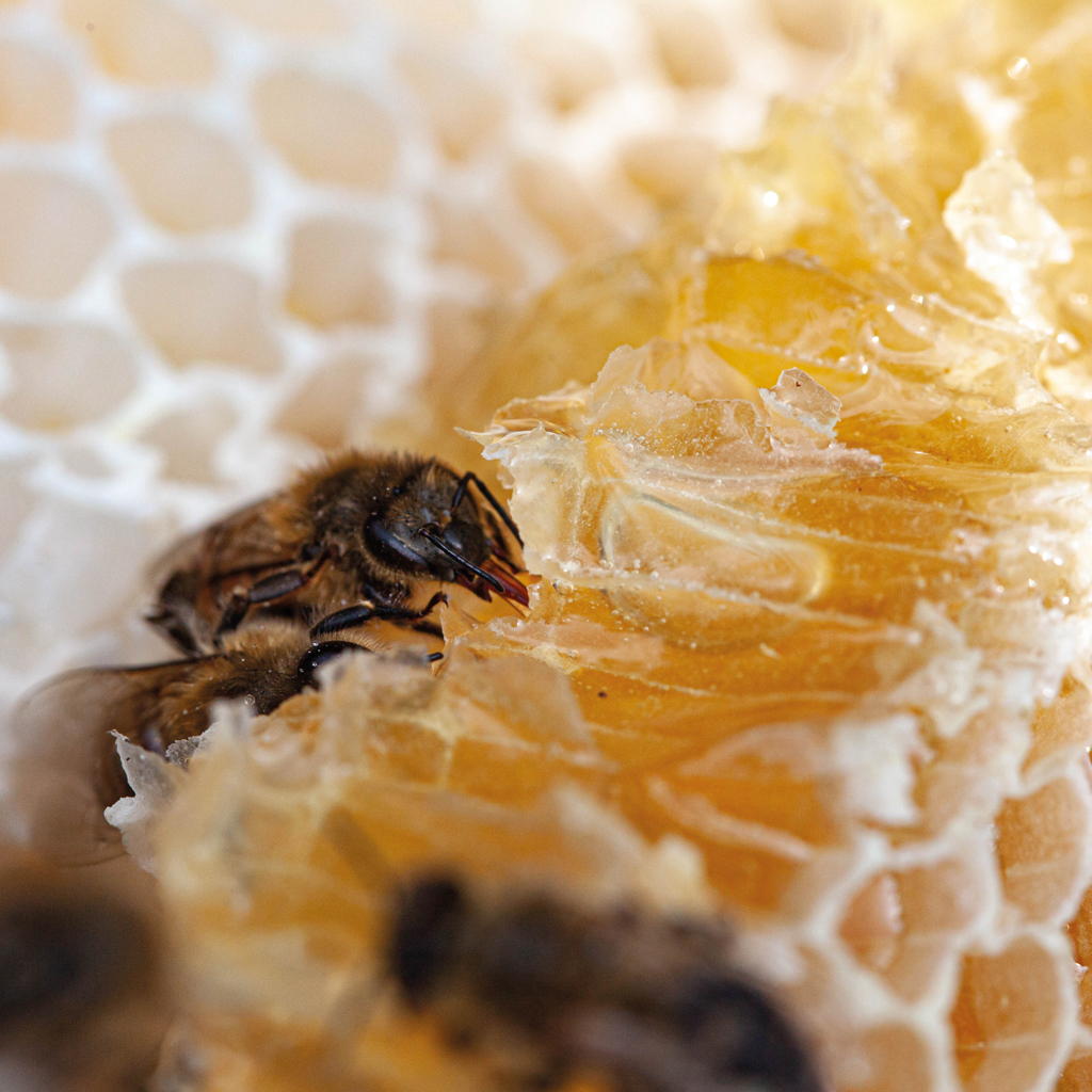 miele in favo apicoltura il campo